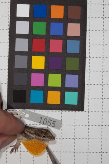 Media type: image;   Herpetology R-190589